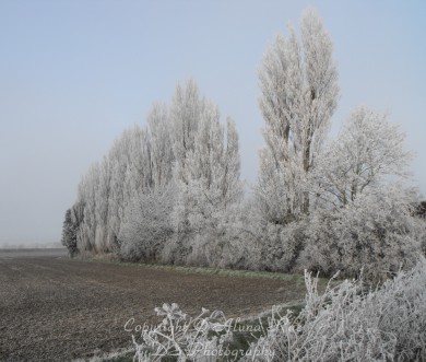 Frost 12-12-12 Mere Way